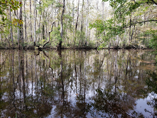 National Forest «Francis Marion National Forest», reviews and photos, 2967 Steed Creek Rd, Huger, SC 29450, USA