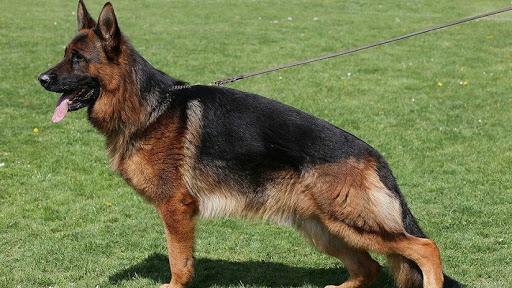 Von der Otto German Shepherds