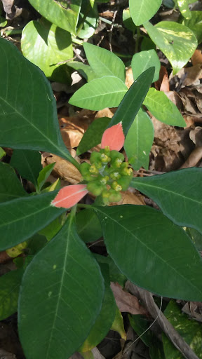 Park «Sewell Park», reviews and photos, 1801 NW S River Dr, Miami, FL 33125, USA