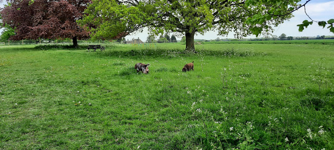 Comments and reviews of Walkies Tuddenham - Dog Walking Field
