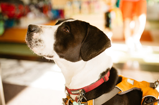 Pet Supply Store «Sellwood Pet Supply», reviews and photos, 8334 SE 17th Ave, Portland, OR 97202, USA