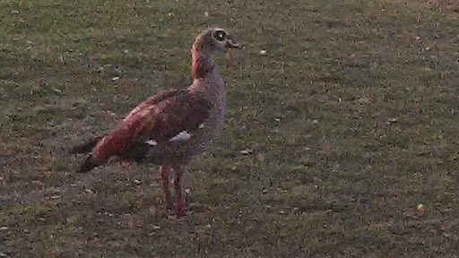 Golf Course «The Bridges at Springtree Golf Club», reviews and photos, 8150 Springtree Dr, Sunrise, FL 33351, USA