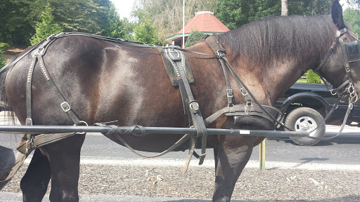 Live Tarantula Gallery