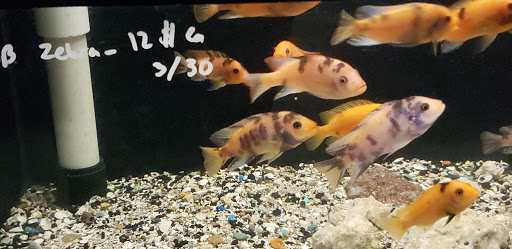 Pet Store «Friendly Pets», reviews and photos, 625 Friendly Center Rd, Greensboro, NC 27408, USA