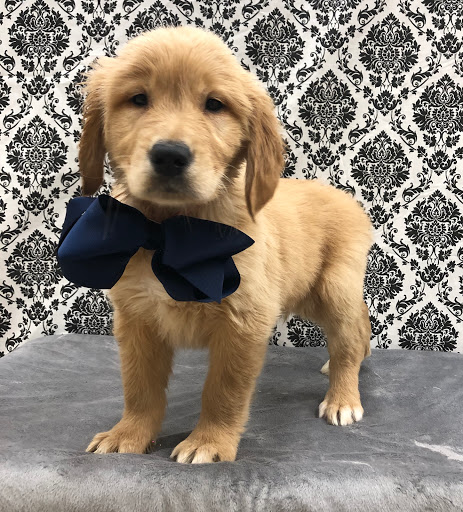 Pet Store «Happiness Is Pets Vi», reviews and photos, 616 E Roosevelt Rd, Lombard, IL 60148, USA