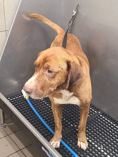 Pet Supply Store «Pet Supplies Plus», reviews and photos, 6199 GA-92 Suite 160, Acworth, GA 30102, USA