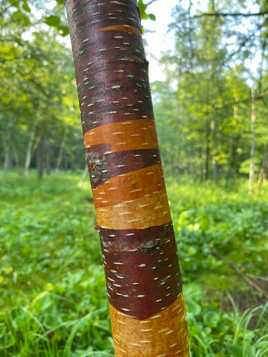 Park «Quaking Bog», reviews and photos, Theodore Wirth Pkwy, Minneapolis, MN 55411, USA