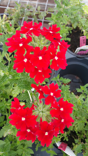 Garden Center «Trail Gardens», reviews and photos, 154 Gordon Nagle Trail, Pottsville, PA 17901, USA