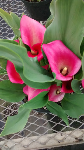 Florist «Bobola Farm & Florist», reviews and photos, 5268 Forrest Ave, Dover, DE 19904, USA