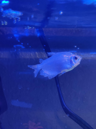 Pet Supply Store «Pet Supplies Plus», reviews and photos, 2201 US-281, Marble Falls, TX 78654, USA