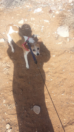 Park «Summerlin Centre Community Park», reviews and photos, 10588 Marketwalk Pl, Las Vegas, NV 89135, USA