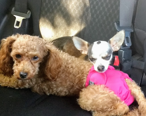 Pet Supply Store «Petco Animal Supplies», reviews and photos, 2255 East Ridge Road, Irondequoit, NY 14622, USA