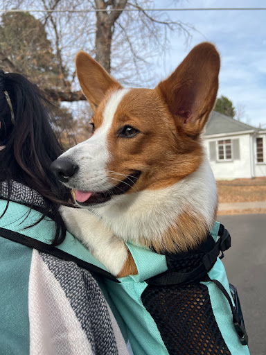 Park «Cranmer Park», reviews and photos, 4501 E 1st Ave, Denver, CO 80220, USA