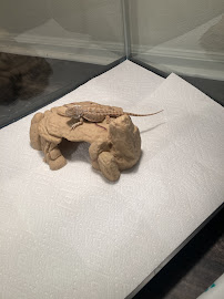 Petco - Photo 6 - Car repair in Broomfield, CO, Lakewood