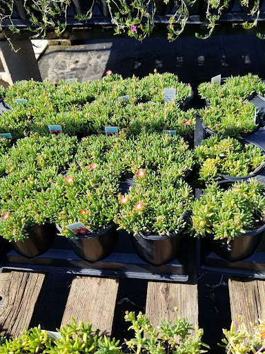 Plant Nursery «Guerin Nursery and Boutique», reviews and photos, 1418 Fall Creek Hwy, Granbury, TX 76049, USA