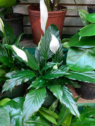 Florist «World of Flowers», reviews and photos, 971 Manhattan Ave, Brooklyn, NY 11222, USA