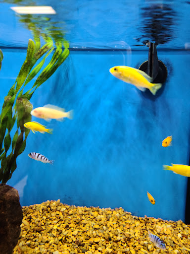 Pet Supply Store «Petco Animal Supplies», reviews and photos, 25451 Horace Harding Expy, Little Neck, NY 11362, USA