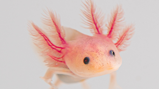 Axolotl Planet (Appointment Required)