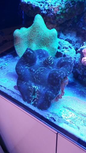 Tropical Fish Store «Ocean Blue Aquarium», reviews and photos, 2246 Aloma Ave, Winter Park, FL 32792, USA