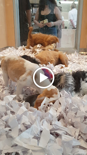 Pet Store «Puppies N Love», reviews and photos, 7700 W Arrowhead Towne Center, Glendale, AZ 85308, USA