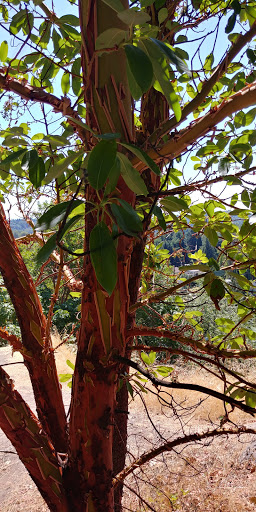 Park «Duwamish Hill Preserve», reviews and photos, 3800 S 115th St, Tukwila, WA 98168, USA