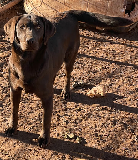 Mountain High Labradors