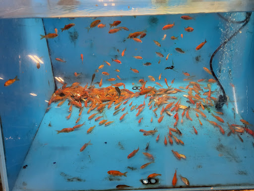 Pet Supply Store «PetSmart», reviews and photos, 1130 SE Everett Mall Way, Everett, WA 98208, USA