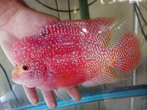 Tropical Fish Store «Ocean Blue Aquarium», reviews and photos, 2246 Aloma Ave, Winter Park, FL 32792, USA