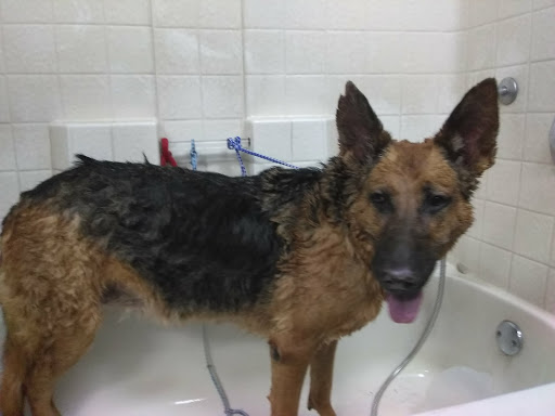 Pet Supply Store «Cats and Dogs - Pet Supplies & Grooming», reviews and photos, 2833 Hyperion Ave, Los Angeles, CA 90027, USA