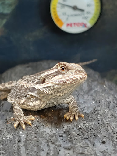 Pet Supply Store «Petco Animal Supplies», reviews and photos, 7303 Pinnacle Pkwy, Covington, LA 70433, USA