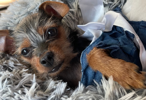 Pet Supply Store «PetSmart», reviews and photos, 24965 Pico Canyon Rd, Stevenson Ranch, CA 91381, USA