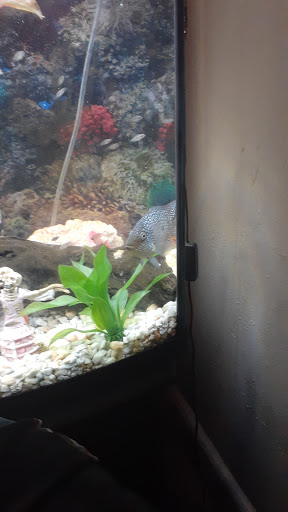 Pet Store «Precious Pets III», reviews and photos, 1091 US-130, Burlington, NJ 08016, USA