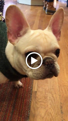 Pet Supply Store «The Fish & Bone, Boston MA», reviews and photos, 217 Newbury St, Boston, MA 02116, USA