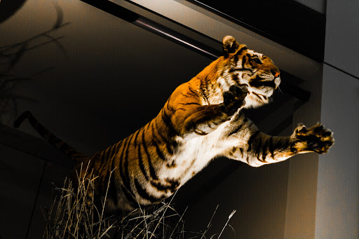 Gift Shop «Smithsonian Museum of Natural History Gift Shops», reviews and photos, 10th St NW & Constitution Avenue Northwest, Washington, DC 20004, USA