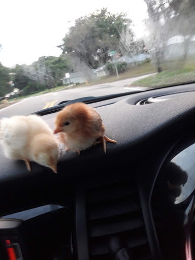 Pet Supply Store «Petco Animal Supplies», reviews and photos, 1704 US Hwy 27 S, Sebring, FL 33870, USA