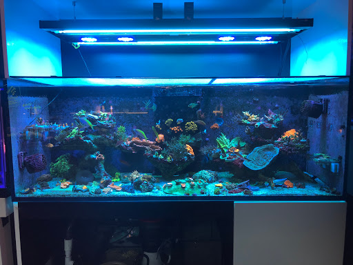 Tropical Fish Store «New York Reef Aquatic», reviews and photos, 45-62 162nd St, Flushing, NY 11358, USA