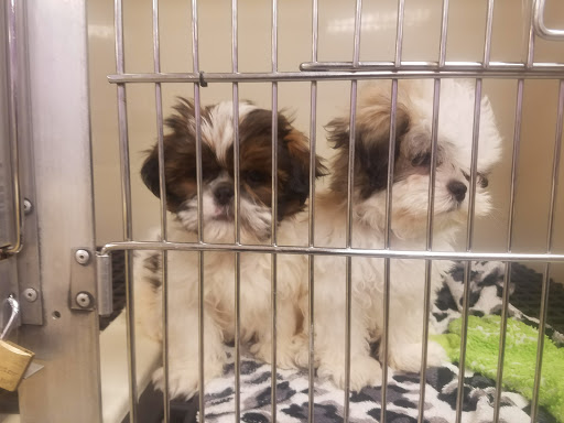 Pet Store «Just Puppies Inc», reviews and photos, 2004 Veirs Mill Rd, Rockville, MD 20851, USA