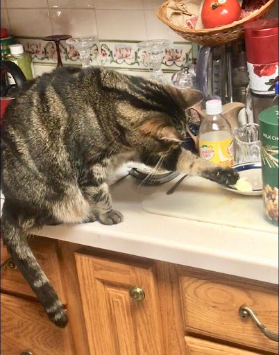 Pet Supply Store «PetSmart», reviews and photos, 55 Boston Post Rd, Orange, CT 06477, USA