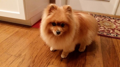 Boutique «Fetching Canine Grooming and Boutique», reviews and photos, 1490 W State Rd 434, Longwood, FL 32750, USA