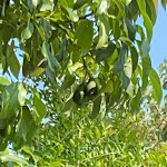 Photo n°1 de l'avis de Cosimo.i fait le 24/07/2021 à 19:06 sur le  Agriturismo Zio Cristoforo à Casal Velino