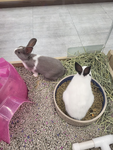 Pet Store «Petland», reviews and photos, 10289 Ulmerton Rd, Largo, FL 33771, USA