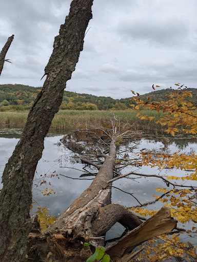 Environmental Organization «VINS Nature Center», reviews and photos, 6565 Woodstock Rd, Quechee, VT 05059, USA