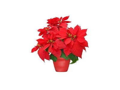 Florist «The House of Flowers», reviews and photos, 821 Berkley Rd, Auburndale, FL 33823, USA