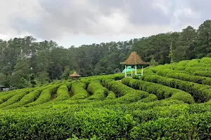 Kebun Teh Ciater - Subang image