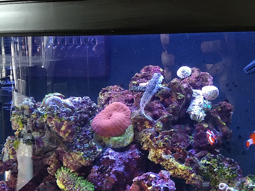 Pet Supply Store «Blue Fish Aquariums», reviews and photos, 5412 Mayfield Rd, Cleveland, OH 44124, USA