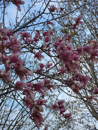 Park «Crispus Attucks Park», reviews and photos, 23 U St NW, Washington, DC 20001, USA