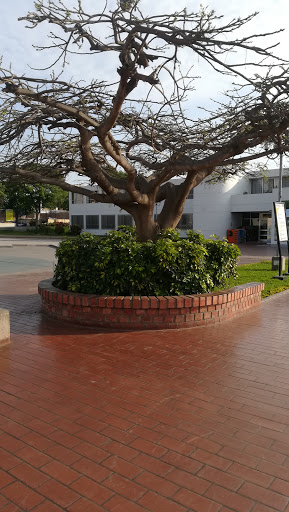 Instituto Nacional de Salud Mental Honorio Delgado