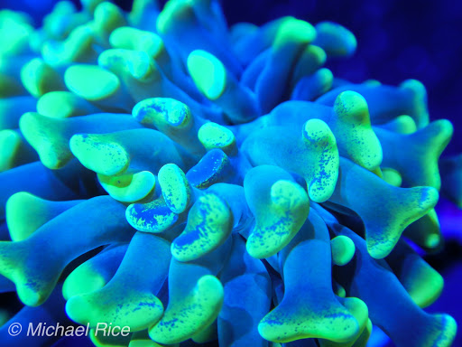 Tropical Fish Store «Elite Reef», reviews and photos, 8410 Wadsworth Blvd F, Arvada, CO 80003, USA