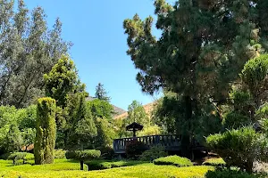 Leaning Pine Arboretum image