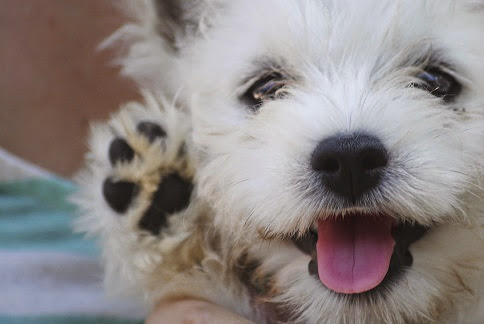 Pet Supply Store «Shaggy Dog Puppies & Supplies», reviews and photos, 47567 Van Dyke, Shelby Charter Township, MI 48317, USA